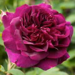 Darcey Bussell - 15 Gallon