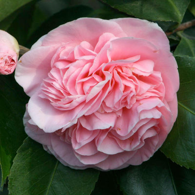 Camellia 'Debutante' - Debutante Camellia - 15 Gallon