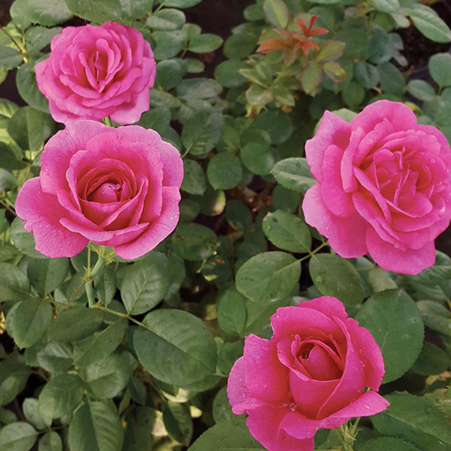 Della Reese - 5 Gallon – Roger's Gardens