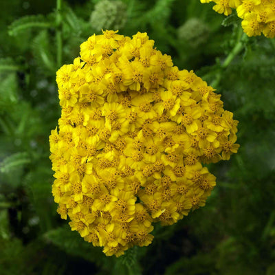 Achillea 'Desert Eve Yellow'™ PP - Desert Eve Yellow Yarrow - 1 Gallon