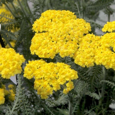 Achillea 'Desert Eve Red'™ PP - Desert Eve Yellow Red - 1 Gallon