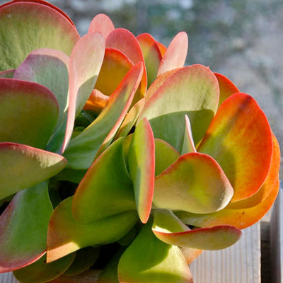 Kalanchoe 'Desert Rose' - Desert Rose Paddle Plant - 2 Gallon