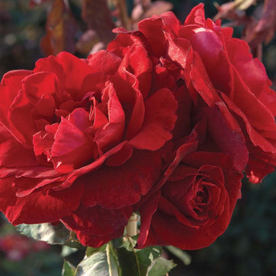 Don Juan - Staked - 5 Gallon