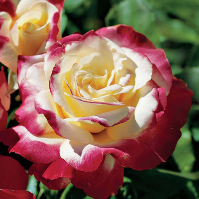 Double Delight - 36" Tree - 5 Gallon