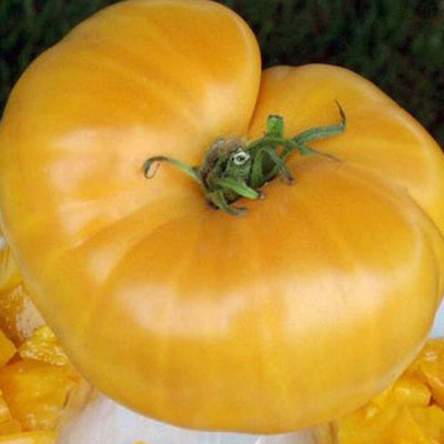 Dr. Wyche's Yellow - 1 Gallon
