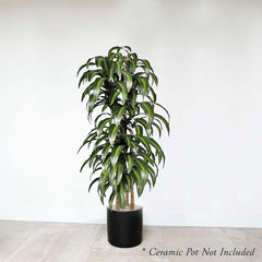 Dracaena 'Hawaiian' - 8