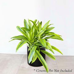 Dracaena 'Kristi' - 8