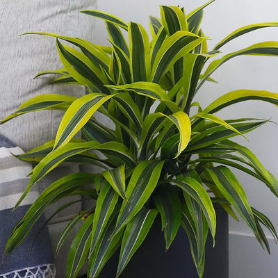 Dracaena 'Lemon Lime' - 10" Pot