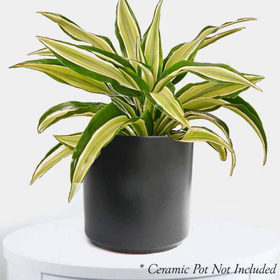 Dracaena 'Malaika' - 4" POT