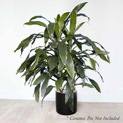 Dracaena 'Carmen' 10