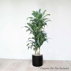 Dracaena 'Michiko' 9