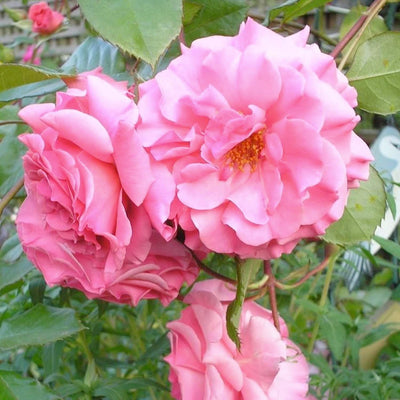 Dream Weaver - 5 Gallon