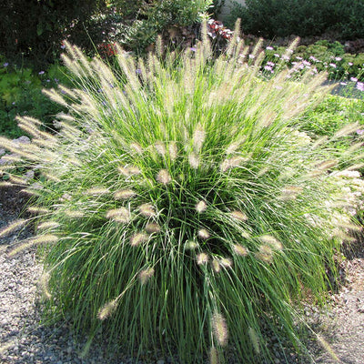 Pennisetum 'Hameln' - Dwarf Fountain Grass - 2 Gallon