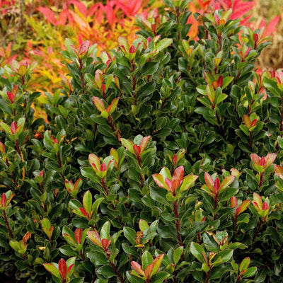 Rhaphiolepis umbellata 'Minor' - Dwarf Yedda Hawthorn - 2 Gallon
