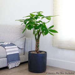 Pachira Money Tree - 12