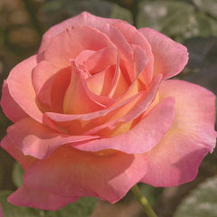 Elle - 36