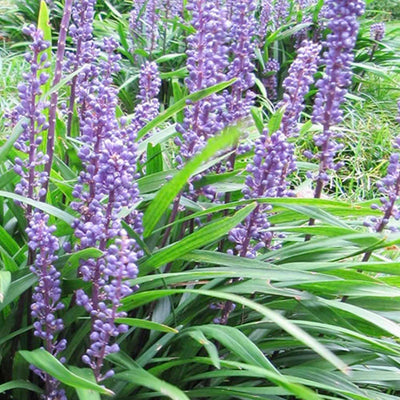 Liriope 'Emerald Goddess'® PP - Emerald Goddess Lilyturf - 1 Gallon