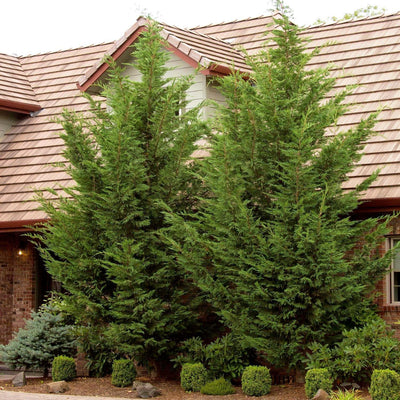 Cupressocyparis 'Emerald Isle'® - Emerald Isle Leyland Cypress® - 5 Gallon