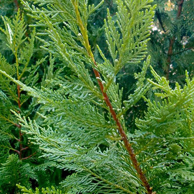 Cupressocyparis 'Emerald Isle'® - Emerald Isle Leyland Cypress® - 7 Gallon