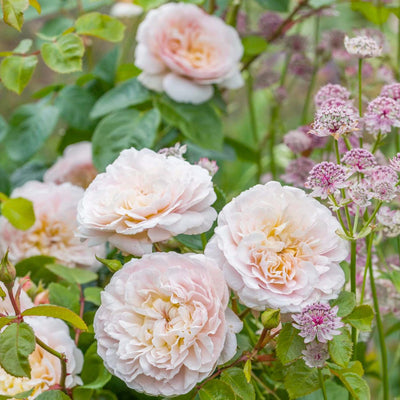 Emily Bronte - 5 Gallon