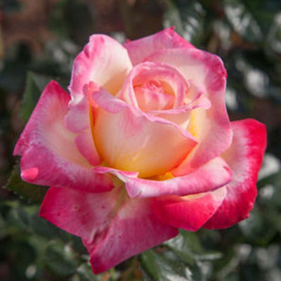 Enchanted Peace - 5 Gallon