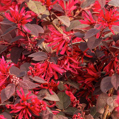 Loropetalum 'Ever Red'® - Ever Red Fringe Flower - 5 Gallon