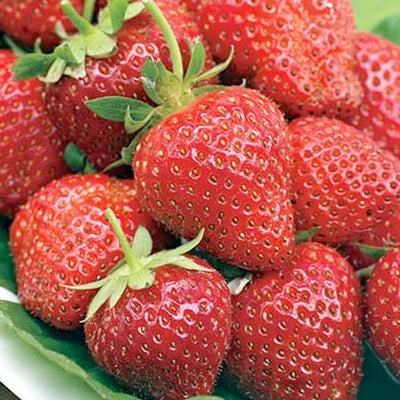 Strawberry Eversweet Strawberry - 1 Gallon