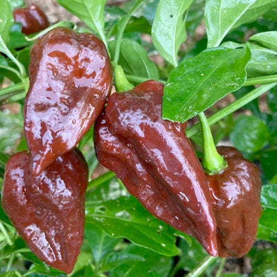 Fatali Chocolate - 4" Pot