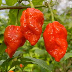 Fatali Red - 4