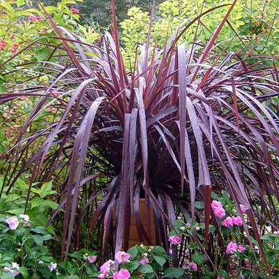 Cordyline 'Festival Grass'™ - Festival Burgundy Cordyline - 1 Gallon