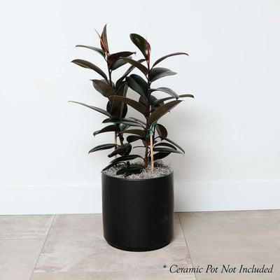 Ficus decora 'Burgundy' 10"