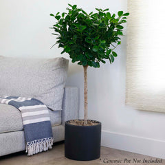 Ficus 'Moclame' - 10