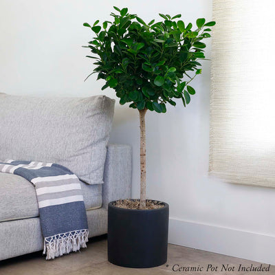 Ficus 'Moclame' - 10"