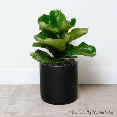 Ficus lyrata - Fiddleleaf Fig - 8"