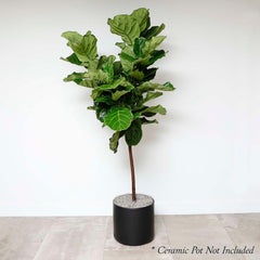 Fiddle Leaf STD - Ficus lyrata - 14