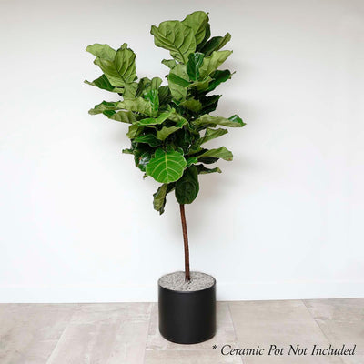 Fiddle Leaf STD - Ficus lyrata - 14"