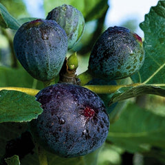 Fig 'Black Jack' - 5 Gallon
