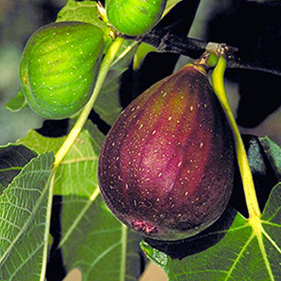 Brown Turkey Fig - 5 Gallon