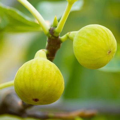 Fig 'Desert King' - #5 Gallon