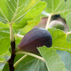 Fig 'Mission' - 5 Gallon