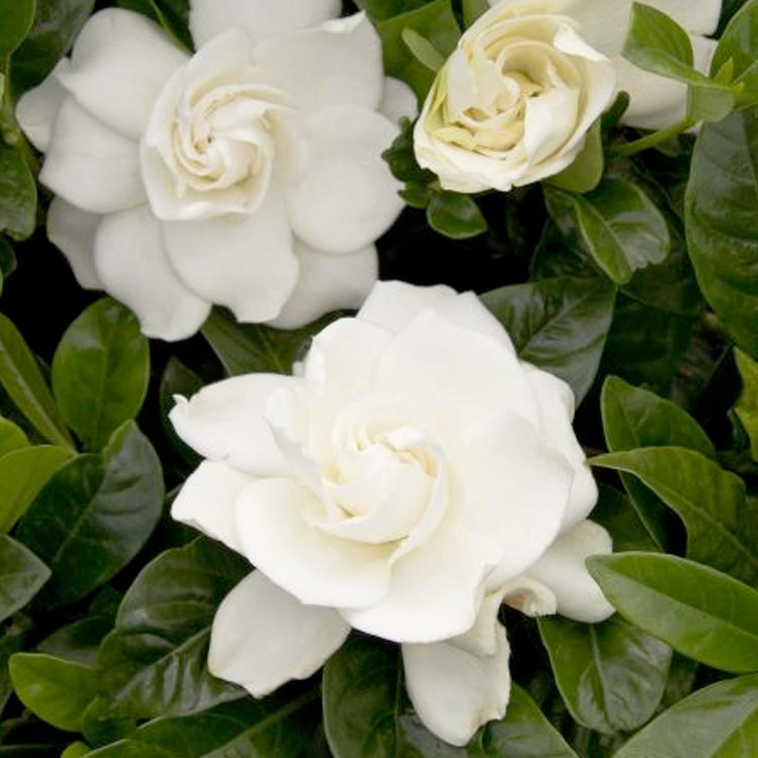 ガーディニア　 　　　　　ジャスミン 　　　　　ネルロ 　　　　　ウィスパー Gardenia 'First Love'® - First Love Gardenia (Grafted) - 5