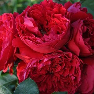 Florentina - 5 Gallon - STK