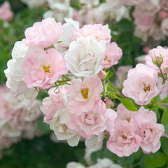 Flower Carpet Apple Blossom - 5 Gallon