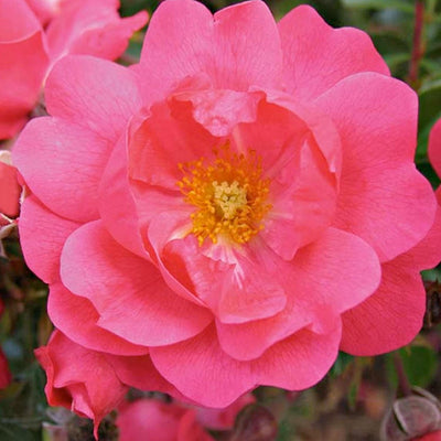 Flower Carpet Pink Supreme - 5 Gallon