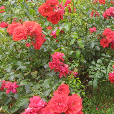Flower Carpet FC Scarlet® PP - 5 Gallon