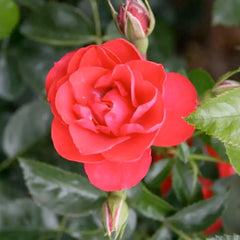 Flower Carpet Scarlet - 5 Gallon