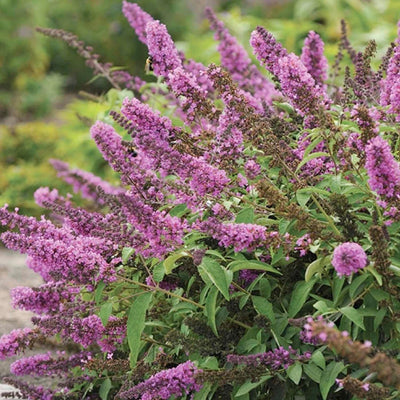 Buddleja 'Flby Petite Pink'® PP - Tutti Fruitti Pink Butterfly Bush 2 Gallon