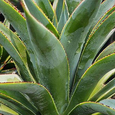 Agave 'Fountain Surprise' - Fountain Surprise Agave - 2 Gallon