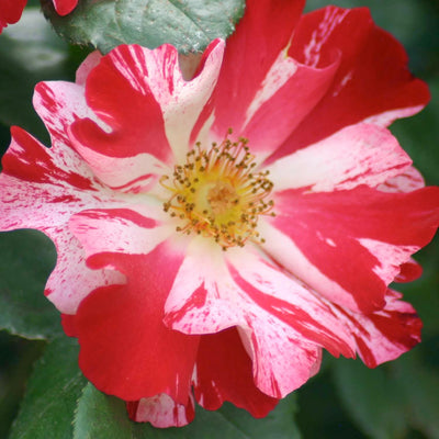 Fourth of July - Climbing - 5 Gallon