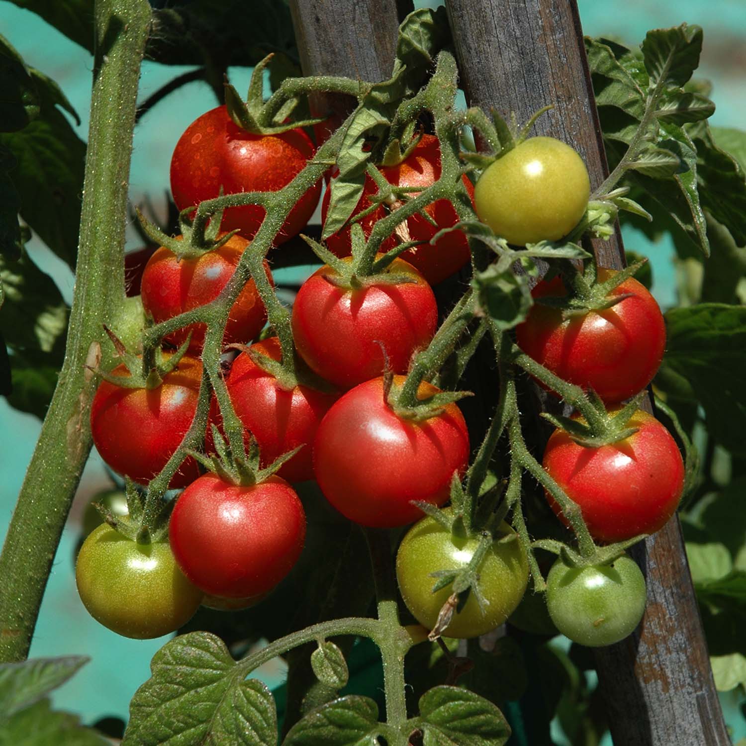 Gardener's Delight - 4" Pot &ndash; Roger's Gardens